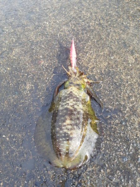 イカの気持ち９