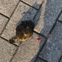 初めてのカワハギ釣り