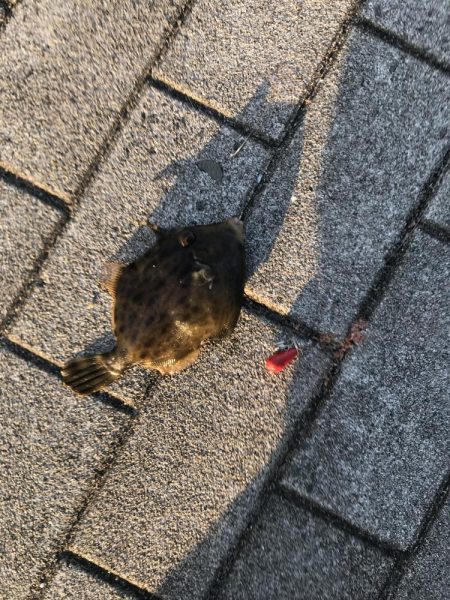 初めてのカワハギ釣り