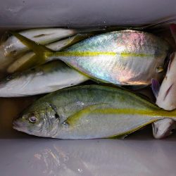 シマアジフィーバーも終盤戦