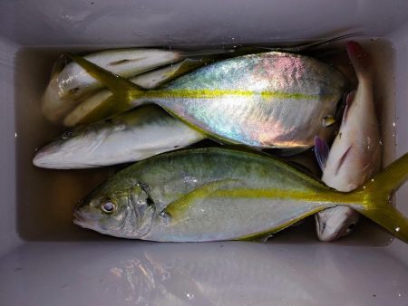 シマアジフィーバーも終盤戦