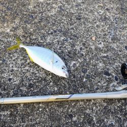 晩酌のアテにシマアジの刺身が喰いたくて。