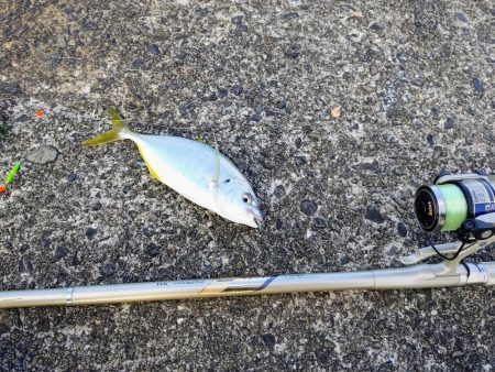 晩酌のアテにシマアジの刺身が喰いたくて。