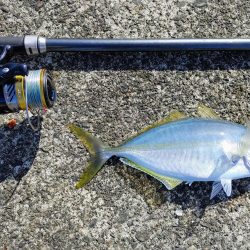 尺アジとシマアジ