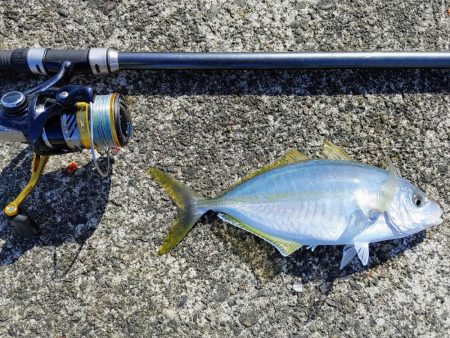 尺アジとシマアジ