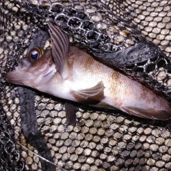 ボウズのがれメバリング