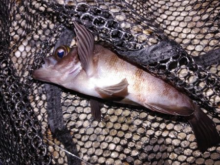 ボウズのがれメバリング