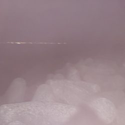 アジがいない！