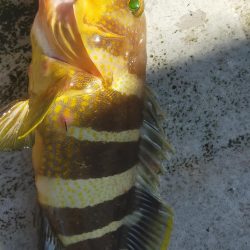 良型アマダイゲット