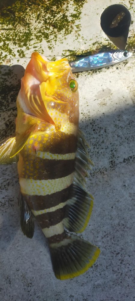 良型アマダイゲット