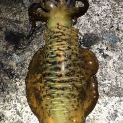 2022 佐渡ヶ島エギング 39回目【10月29日】