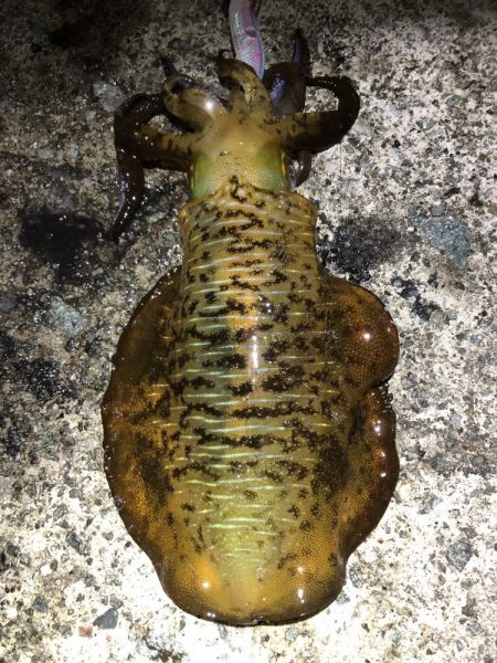 2022 佐渡ヶ島エギング 39回目【10…