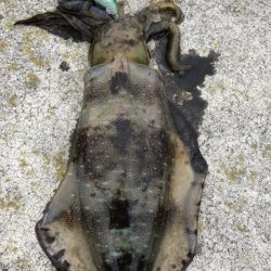 2022 佐渡ヶ島エギング 52回目【11月23日】