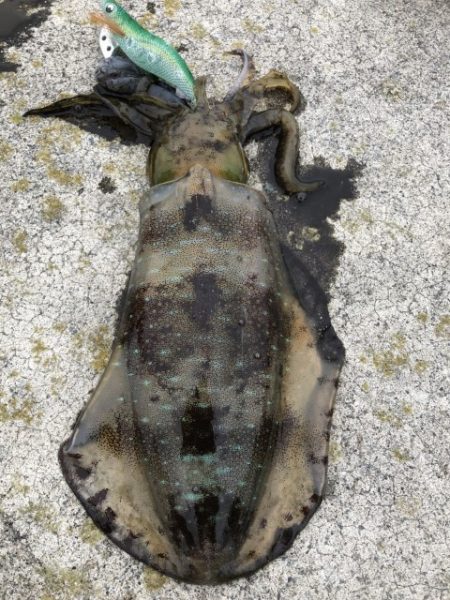 2022 佐渡ヶ島エギング 52回目【11月23日】