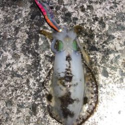 2022 佐渡ヶ島エギング 53回目【11月25日】