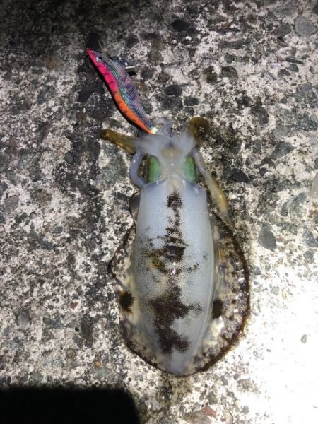 2022 佐渡ヶ島エギング 53回目【11月25日】