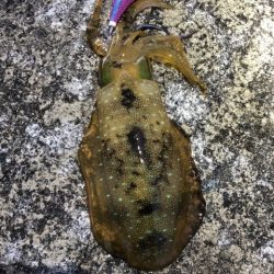 2022 佐渡ヶ島エギング 54回目【11月26日】