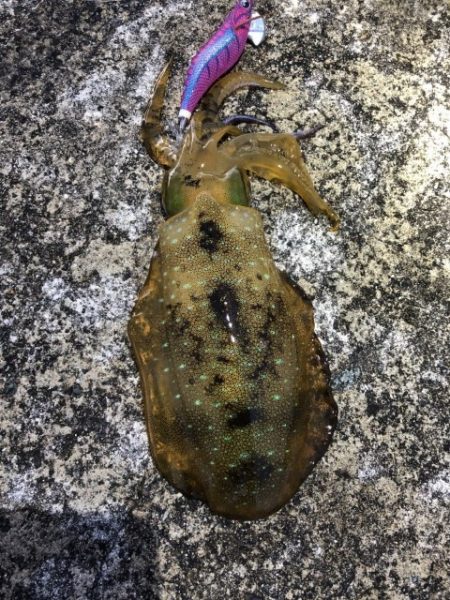 2022 佐渡ヶ島エギング 54回目【11月26日】