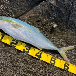 カンパリの情報を参考に