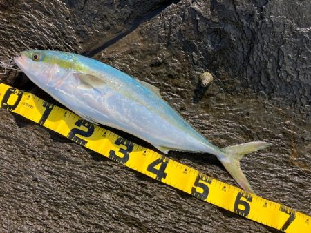 カンパリの情報を参考に