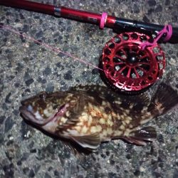 2022/10/31 南港ヘチ釣り釣行