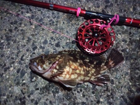 2022/10/31 南港ヘチ釣り釣行