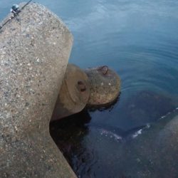 アオリイカ2杯！