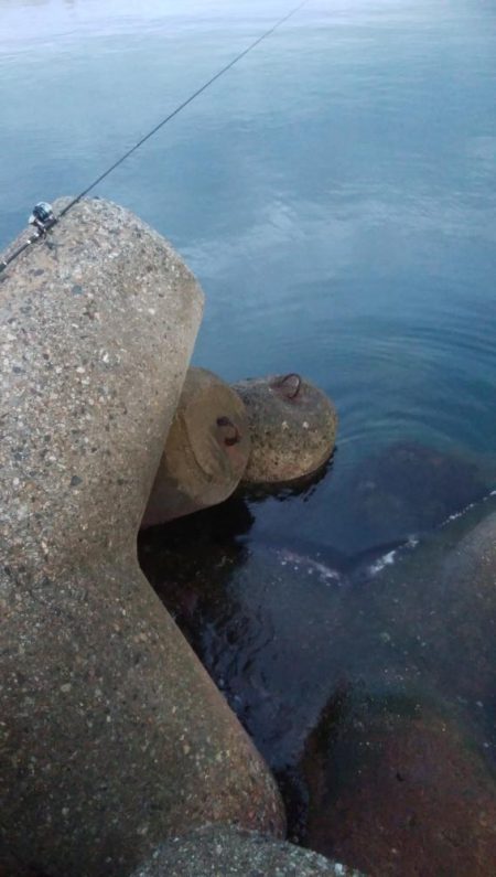 アオリイカ2杯！