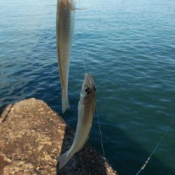 播磨新島のキス情報