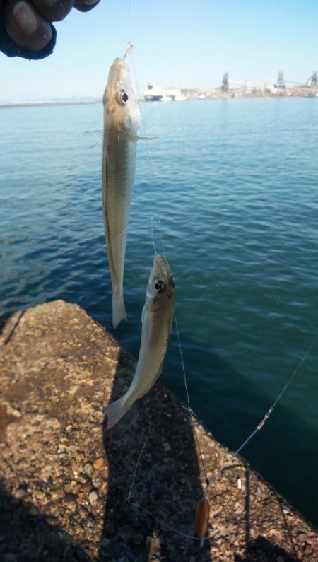 播磨新島のキス情報