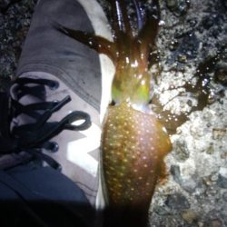 アオリイカ3杯！