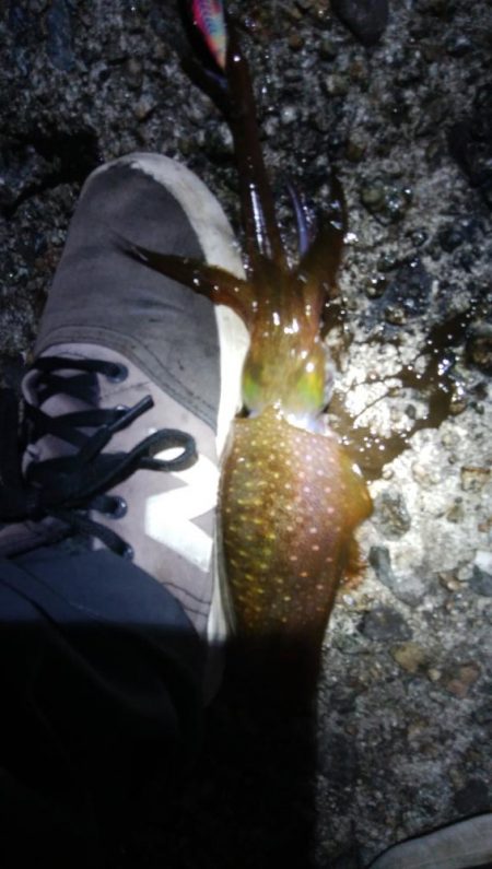 アオリイカ3杯！