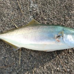 西宮周辺青物好調！！