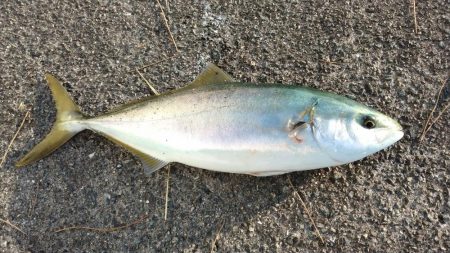 西宮周辺青物好調！！