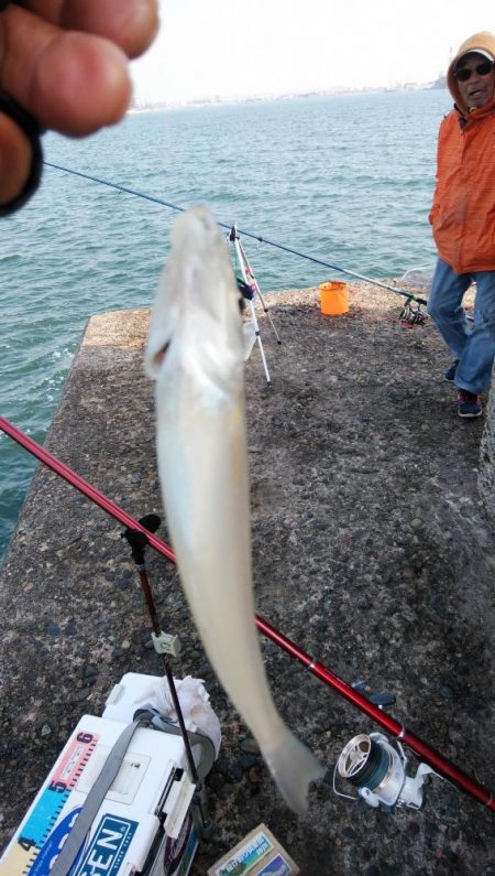 播磨新島のキス情報