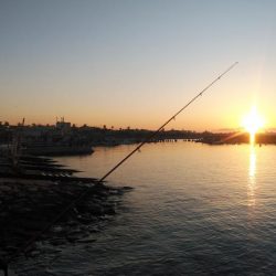 江井ヶ島のキス情報