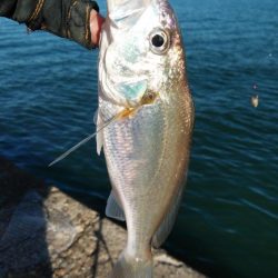 播磨新島のキス情報