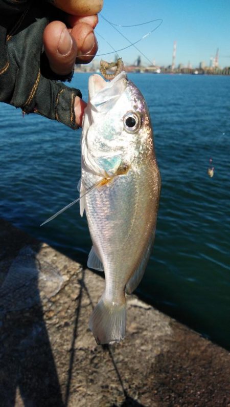 播磨新島のキス情報