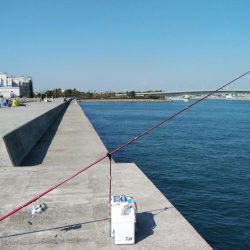 東二見白灯台のキス調査