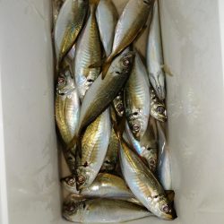 20cm超えちらほら