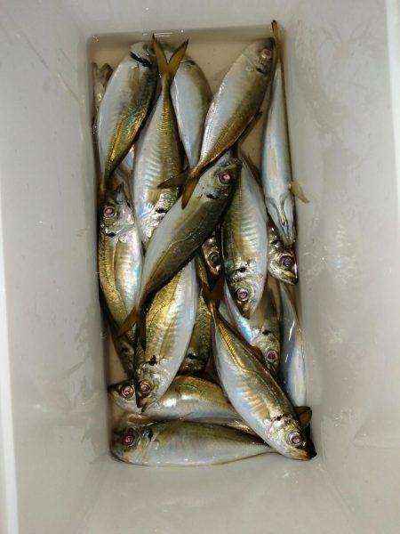 20cm超えちらほら