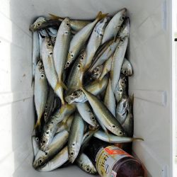 メジロ・ハマチ・アジ・・・