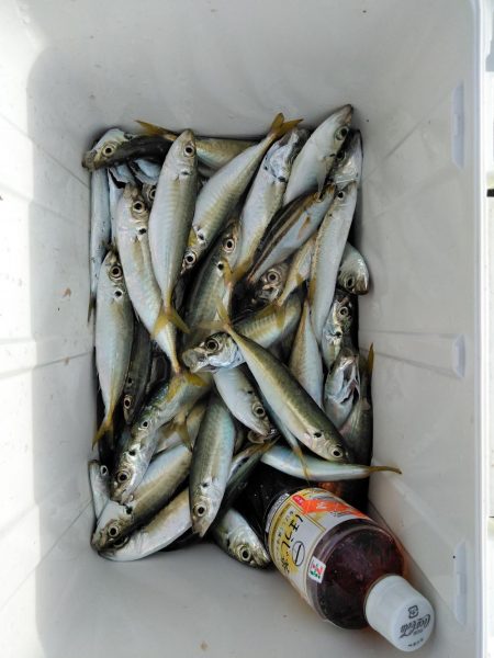 メジロ・ハマチ・アジ・・・