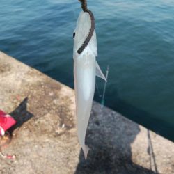 播磨新島のキスが居なくなりました