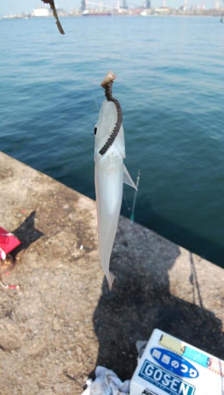 播磨新島のキスが居なくなりました