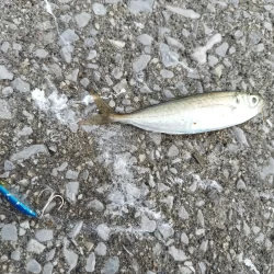 そろそろブリサイズ欲しい