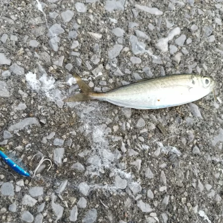 そろそろブリサイズ欲しい