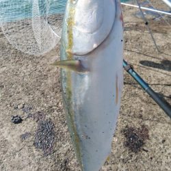 播磨新島のキスが釣れなくなりました