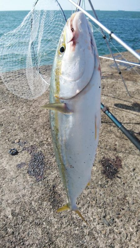 播磨新島のキスが釣れなくなりました