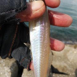 久しぶりに良型キスのアタリを楽しめました